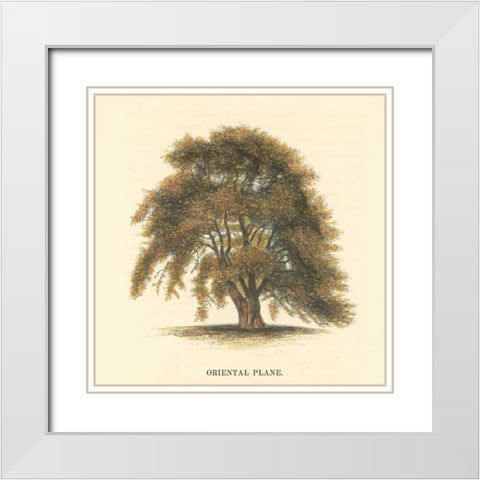 Oriental Plane White Modern Wood Framed Art Print with Double Matting by Williams, Samuel
