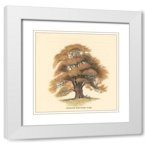 Sessile-Fruited Oak White Modern Wood Framed Art Print with Double Matting by Williams, Samuel