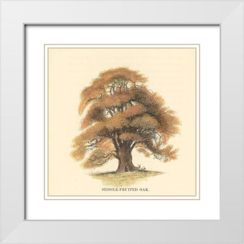 Sessile-Fruited Oak White Modern Wood Framed Art Print with Double Matting by Williams, Samuel