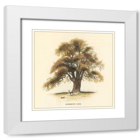 Common Oak White Modern Wood Framed Art Print with Double Matting by Williams, Samuel