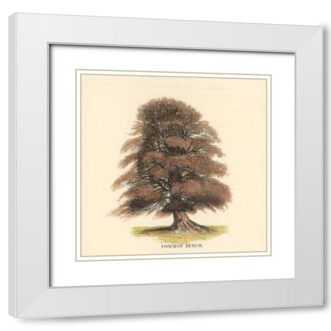 Common Beech White Modern Wood Framed Art Print with Double Matting by Williams, Samuel