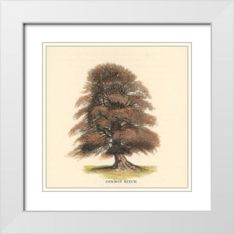 Common Beech White Modern Wood Framed Art Print with Double Matting by Williams, Samuel