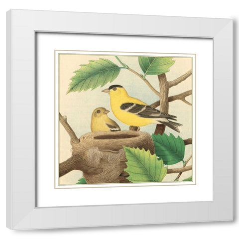 Goldfinch and Warbler A White Modern Wood Framed Art Print with Double Matting by Gould, John