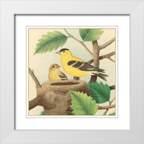 Goldfinch and Warbler A White Modern Wood Framed Art Print with Double Matting by Gould, John