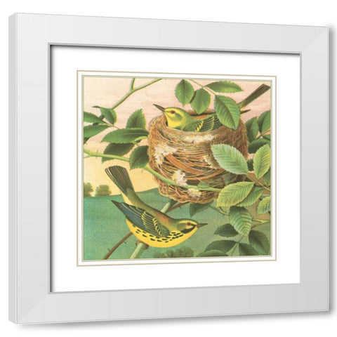 Goldfinch and Warbler B White Modern Wood Framed Art Print with Double Matting by Gould, John