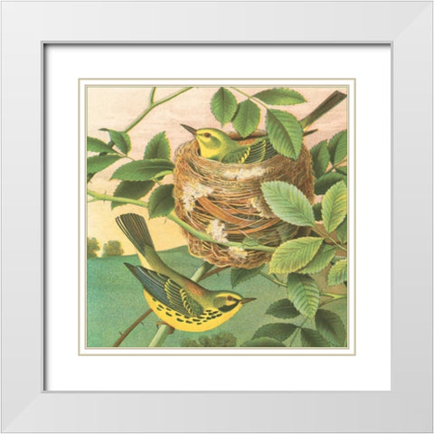 Goldfinch and Warbler B White Modern Wood Framed Art Print with Double Matting by Gould, John