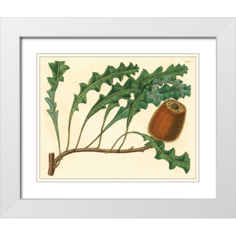 Palmetto I White Modern Wood Framed Art Print with Double Matting by Alexander, Zachary