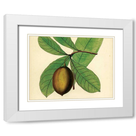 Palmetto IV White Modern Wood Framed Art Print with Double Matting by Alexander, Zachary