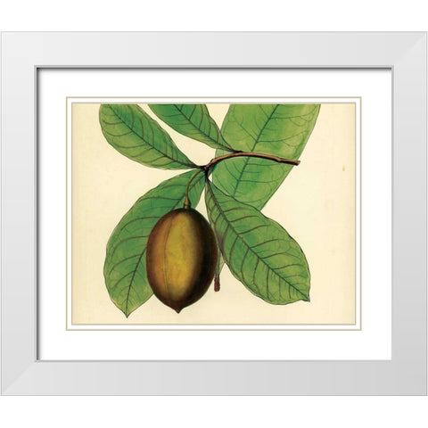 Palmetto IV White Modern Wood Framed Art Print with Double Matting by Alexander, Zachary