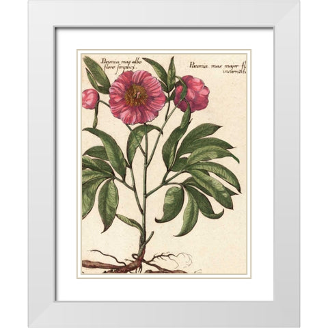 Giant Peony II White Modern Wood Framed Art Print with Double Matting by Van Houtte, Ludwig