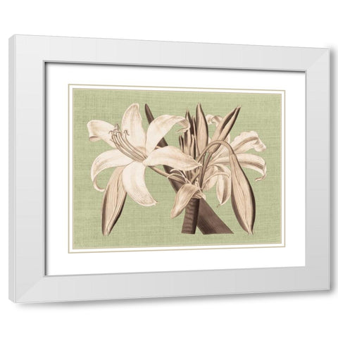 Regence Lily IV White Modern Wood Framed Art Print with Double Matting by Chilton, Sarah E