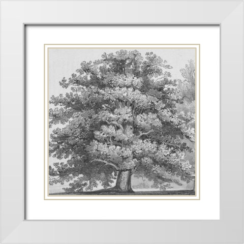 Silver Majesty I White Modern Wood Framed Art Print with Double Matting by Williams, Samuel