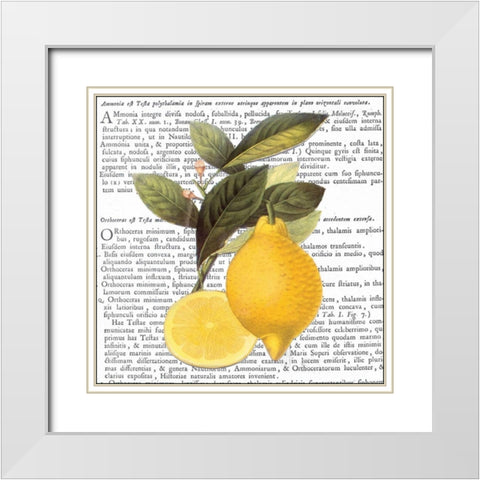 Citrus Edition I White Modern Wood Framed Art Print with Double Matting by Bannister, Cory