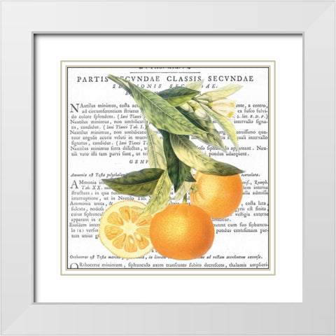 Citrus Edition II White Modern Wood Framed Art Print with Double Matting by Bannister, Cory
