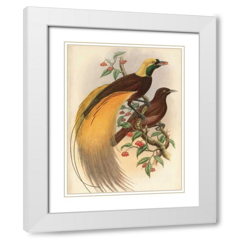 Golden Bird of Paradise White Modern Wood Framed Art Print with Double Matting by Reynolds, Alastair