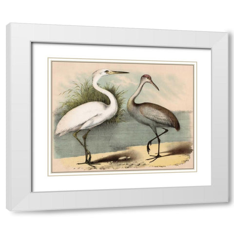 Coastal Visitors IÂ Â Â   White Modern Wood Framed Art Print with Double Matting by Brunswick, Nathaniel