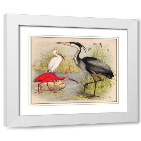 Coastal Visitors II White Modern Wood Framed Art Print with Double Matting by Brunswick, Nathaniel