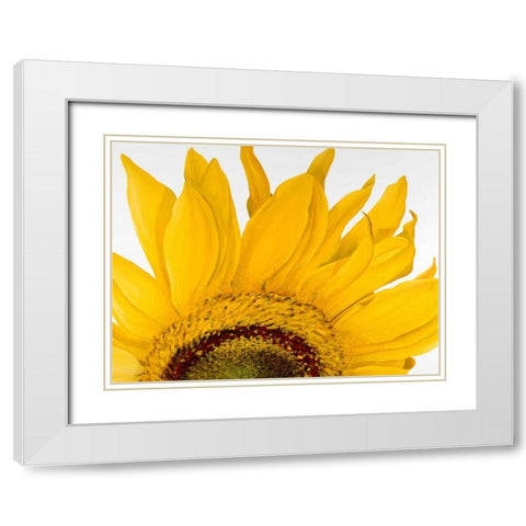 Sunflower I White Modern Wood Framed Art Print with Double Matting by Poelstra-Holzhaus, Yvonne