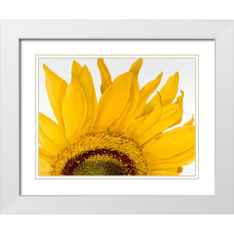 Sunflower I White Modern Wood Framed Art Print with Double Matting by Poelstra-Holzhaus, Yvonne