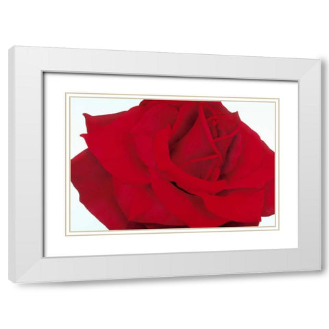 Red Rose White Modern Wood Framed Art Print with Double Matting by Poelstra-Holzhaus, Yvonne