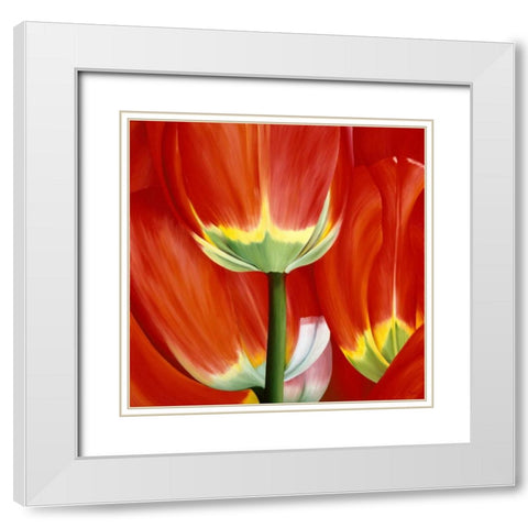 Most Beautiful Tulip I White Modern Wood Framed Art Print with Double Matting by Poelstra-Holzhaus, Yvonne