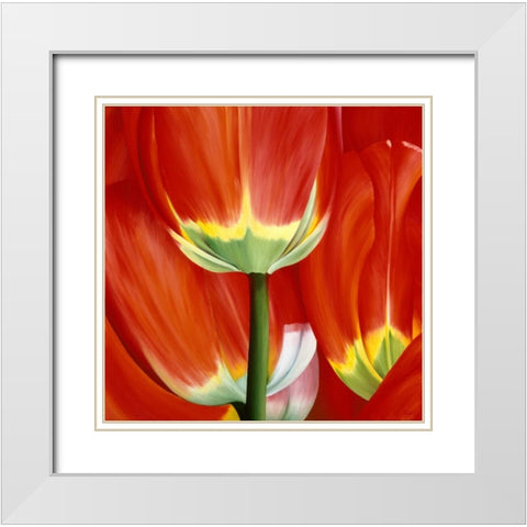 Most Beautiful Tulip I White Modern Wood Framed Art Print with Double Matting by Poelstra-Holzhaus, Yvonne