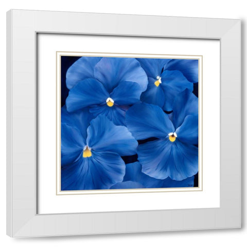 Colourful Floral III White Modern Wood Framed Art Print with Double Matting by Poelstra-Holzhaus, Yvonne