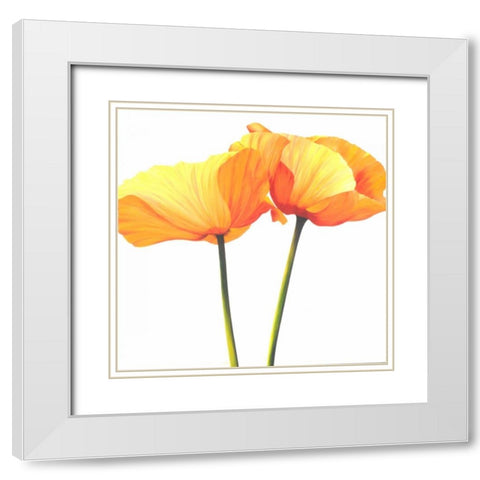 Yellow Poppy White Modern Wood Framed Art Print with Double Matting by Poelstra-Holzhaus, Yvonne