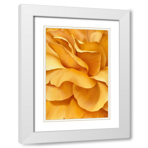 Magnificant Flower I White Modern Wood Framed Art Print with Double Matting by Poelstra-Holzhaus, Yvonne