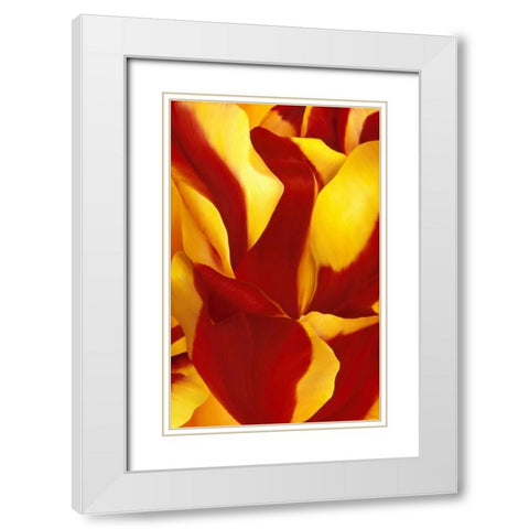 Magnificant Flower II White Modern Wood Framed Art Print with Double Matting by Poelstra-Holzhaus, Yvonne