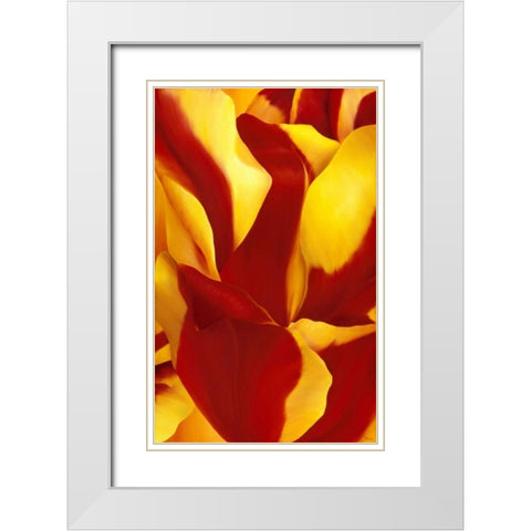 Magnificant Flower II White Modern Wood Framed Art Print with Double Matting by Poelstra-Holzhaus, Yvonne