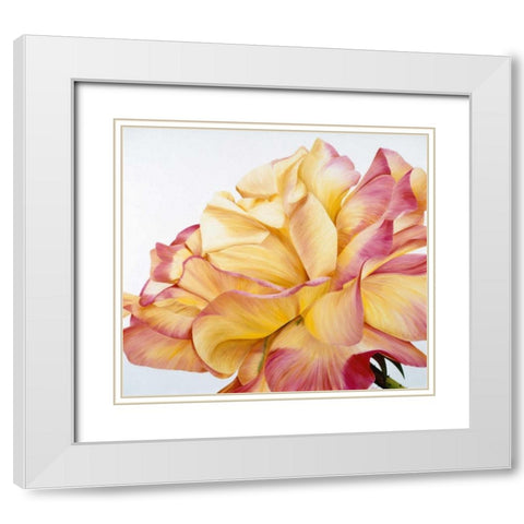 Beautiful rose White Modern Wood Framed Art Print with Double Matting by Poelstra-Holzhaus, Yvonne