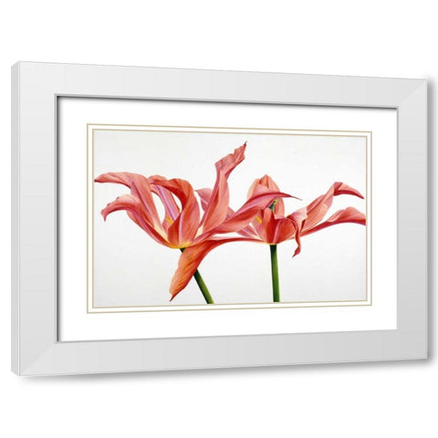 Dancing Floriade White Modern Wood Framed Art Print with Double Matting by Poelstra-Holzhaus, Yvonne