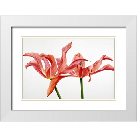 Dancing Floriade White Modern Wood Framed Art Print with Double Matting by Poelstra-Holzhaus, Yvonne