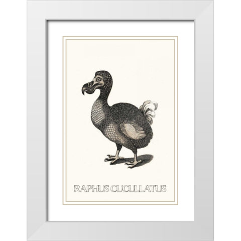 Raphus White Modern Wood Framed Art Print with Double Matting by Waltz, Anne