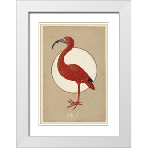 Red Ibis White Modern Wood Framed Art Print with Double Matting by Waltz, Anne