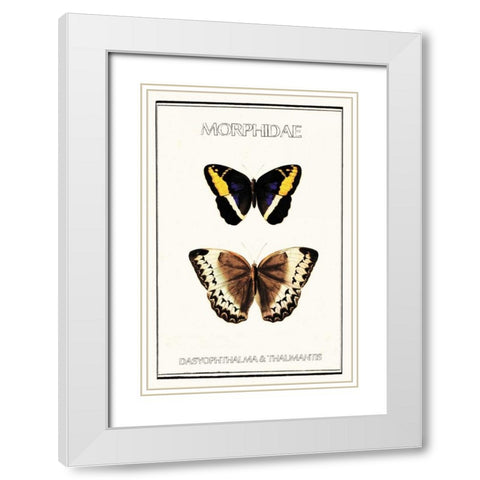 Morphidae White Modern Wood Framed Art Print with Double Matting by Waltz, Anne