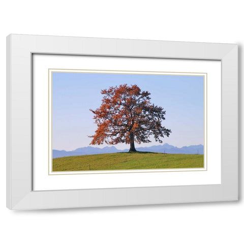 Der Baum White Modern Wood Framed Art Print with Double Matting by Rossmeissl, Gerhard