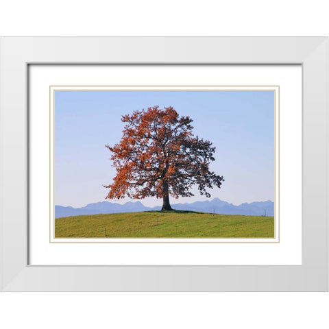 Der Baum White Modern Wood Framed Art Print with Double Matting by Rossmeissl, Gerhard