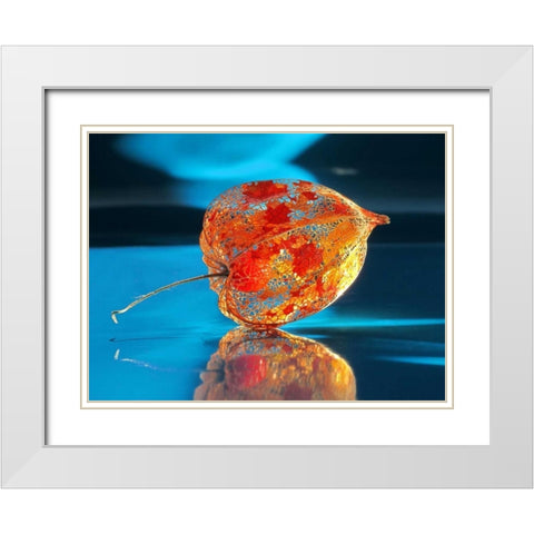 Ballonblume White Modern Wood Framed Art Print with Double Matting by Weissing, Gerd