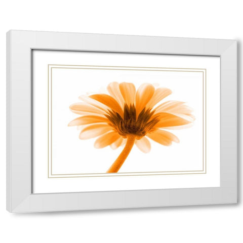 Lichtbote I White Modern Wood Framed Art Print with Double Matting by Riedt, Kirsten