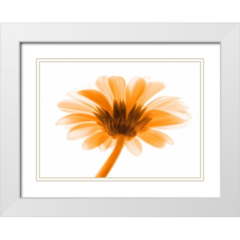 Lichtbote I White Modern Wood Framed Art Print with Double Matting by Riedt, Kirsten