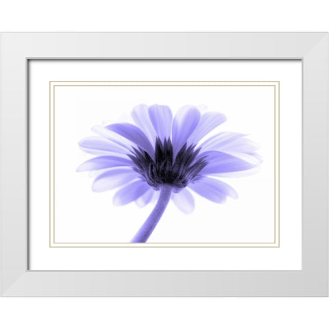 Lichtbote II White Modern Wood Framed Art Print with Double Matting by Riedt, Kirsten