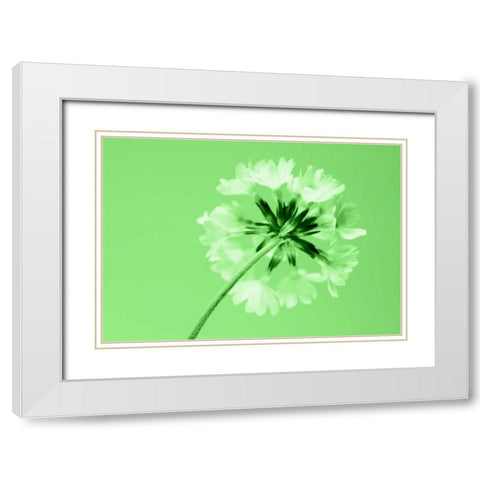 Frizzy White Modern Wood Framed Art Print with Double Matting by Riedt, Kirsten