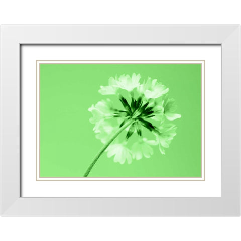Frizzy White Modern Wood Framed Art Print with Double Matting by Riedt, Kirsten
