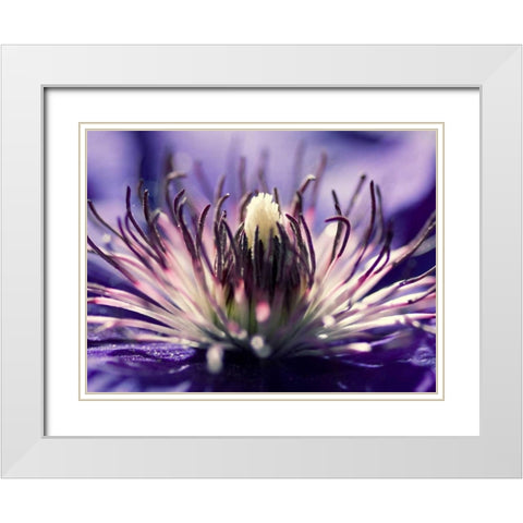 Purple melody White Modern Wood Framed Art Print with Double Matting by Riedt, Kirsten
