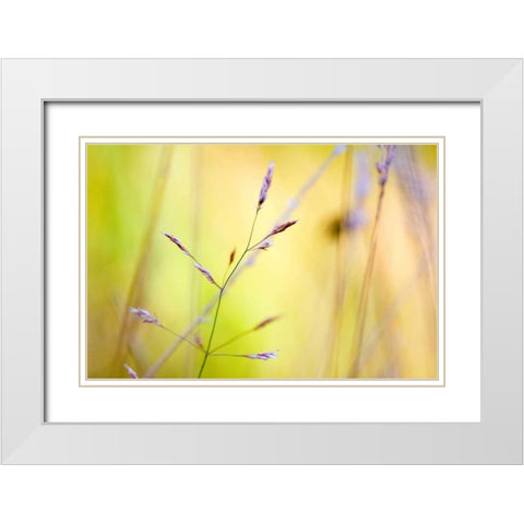 Wild summer II White Modern Wood Framed Art Print with Double Matting by Riedt, Kirsten