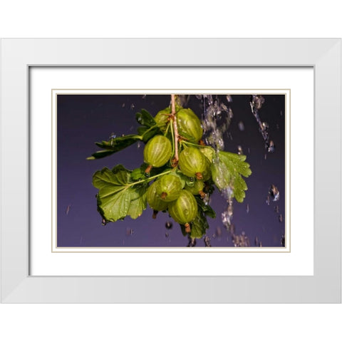 Stachelbeere White Modern Wood Framed Art Print with Double Matting by Riedt, Kirsten