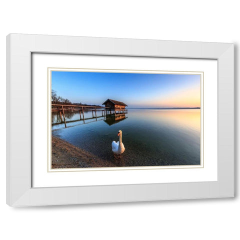 Schwan am Ammersee White Modern Wood Framed Art Print with Double Matting by Scholz, Markus