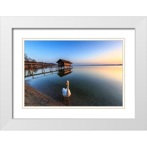 Schwan am Ammersee White Modern Wood Framed Art Print with Double Matting by Scholz, Markus